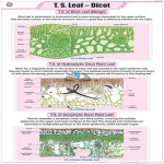T.S. Leaf Dicot Chart